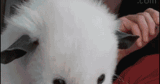 Funny animal gifs – part 341 (10 gifs)