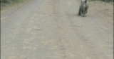 Funny animal gifs – part 343 (10 gifs)