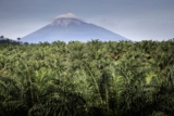 Is There Evidence of Homo Erectus in Indonesia? – SAPIENS