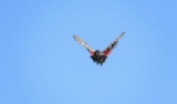 Anti-Asian Racism and the War on Spotted Lanternflies in the U.S. – SAPIENS