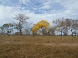 Pequi Winds – SAPIENS