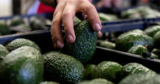 Los humanos llevamos 7500 años perfeccionando los aguacates