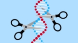 Tap Into the Vast Potential of Genome-Targeted Science with NeuBase Therapeutics, Inc. (NBSE)