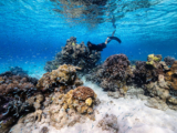 Why dumping carbon pollution in our oceans is a dangerous experiment