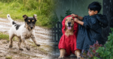 Monsoon Pet Care Tips From A Vet That Every Pet Parent Should Know