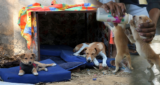 Cardboard Shelters, Safe Food & Basic Medicines Help Bengaluru’s Stray Dogs Survive the Monsoon