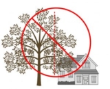 Right and Wrong Way to Prune a Tree near a Home