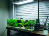 The 4 Best 10 Gallon Saltwater Fish Tanks