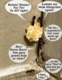Even the Ants Have An Ant Problem!