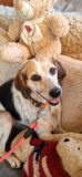 Kira – 4 year old female Cross-Breed available for adoption