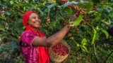 Climate Change Threatens Global Coffee Plants – Cooking Up a Story