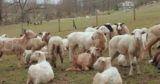 How a Sheep-Herding Cardiologist Spends His Sundays