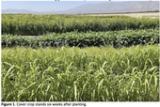 Desert Organic Research and Food Safety Workshop set for Dec. 4 in Holtville