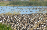 To limit bird flu spread, keep wild birds away from poultry, livestock – Food Blog