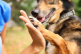 How do I tell an airline that I am travelling with my dog?