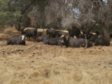 Sweet molasses feed key to understanding grazing behavior in cattle – Food Blog