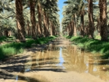 Date production workshop set for April 23 in Palm Desert – Food Blog