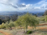 Olive growers, enthusiasts invited to UC olive webinar April 4 – Food Blog