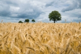 English whisky GI proposal provokes SWA criticism – Drinks International