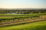 Penfolds launches second edition of grant program in France – Drinks International