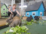Homeless Animal Awareness Day; Urgent Interview with Founder of Rabbitats Rescue Society on Feral Rabbits and the Ongoing Fight to Save Through Humane Rescue and Micro-Sanctuaries