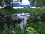A Legacy of Local Activism: Don Larson and Elder Veronica on Their 35 Years of Advocacy for Human and Nonhuman Animal Lives in Vancouver’s CRAB Park