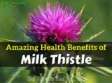12 Amazing Health Benefits of Milk Thistle