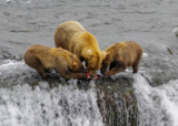 Everything You Need to Know to Visit Katmai National Park in 2025