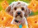 Can Dogs Have Cheez Its