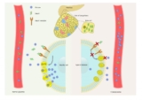 Insulin Resistance: Hair Loss and Diet