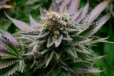 How Terpenes Shape Nature’s Wellness Stor – Anavii Market