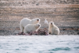 Is this place for real? Where polar bears hunt beluga whales in Arctic Canada