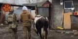 Injured Cow Rescued in War Zone