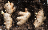 Ginger Production Quick Tips