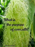 What is the Purpose of Corn Silk?