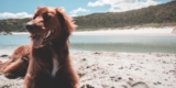 15 Skinny Dog Breeds With Long Hair