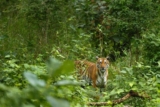 Forest Officers, Confessions, and The Wildlife Protection Act – Law School Policy Review