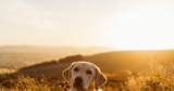 10 INTERESTING FACTS ABOUT LABRADORS