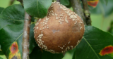 Causes of plant diseases – know this now