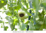 Blossom end rot: meaning, causes and prevention