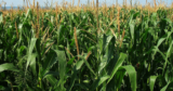 Fertilizer Application in Maize production: Why should I?