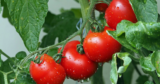 How To Grow Tomatoes At Home Or Gerden