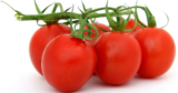 How To Care For Your Tomato Plants