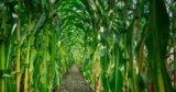 How To Use Manure In Maize Farming (Beginners Guild)