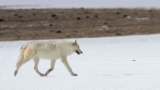 Yellowstone Is Among the World’s Best Places to See Wild Wolves. Here’s the Story of the Animal Called Both ‘Public Enemy’ and Cultural Icon