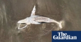 ‘The worst way of dying’: scientists urge coordinated effort to stop whales getting tangled | Whales