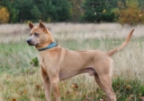 17 Black Skinny Dog Breeds: Lean and Dark Beauties