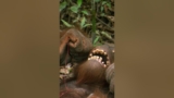 Time For A Quick Floss | Orangutan Island | Animal Planet