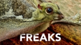 Meet The Evolutionary Weirdos