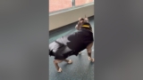 we're getting ready for the PAW-scers! visit https://bit.ly/4biEGPH to learn more about this star ✨ – YouTube
